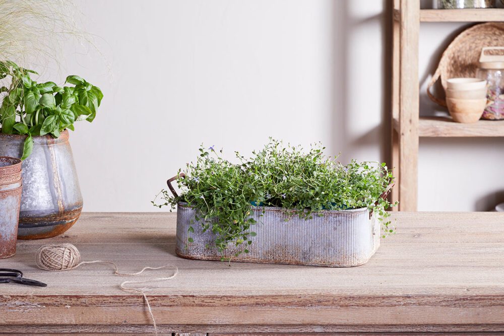Japos Outdoor Planter Tray - Aged Zinc